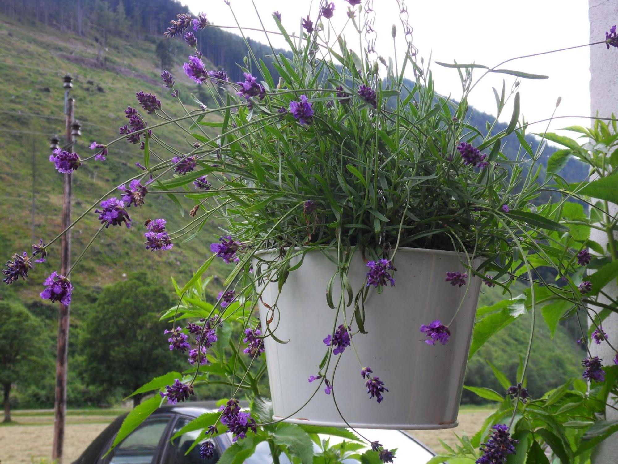 Appartamento Sattlehnerhof Ramsau am Dachstein Esterno foto